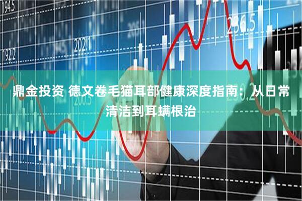 鼎金投资 德文卷毛猫耳部健康深度指南：从日常清洁到耳螨根治